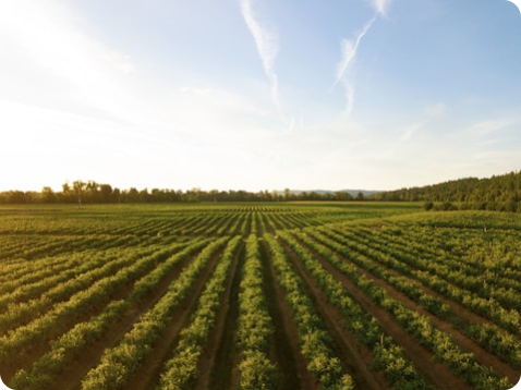 Agriculture field
